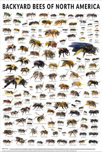 Backyard bees of North America (Poster)