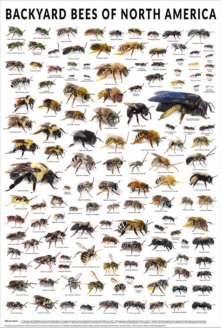 Backyard bees of North America (Poster)