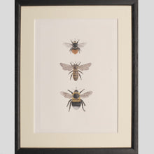 Load image into Gallery viewer, Bee print - Claire Vaughan Designs
