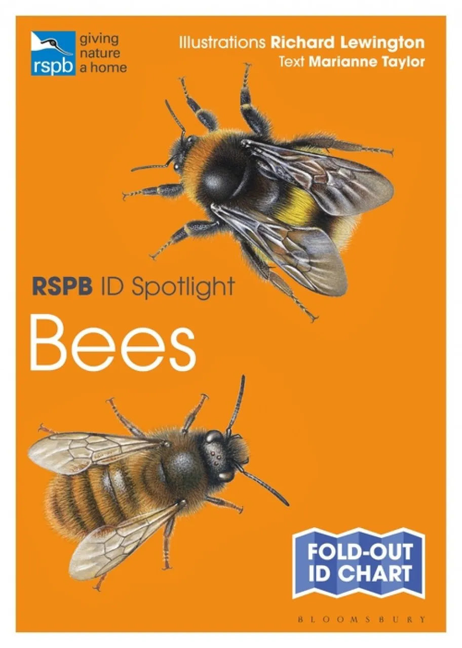 Bees - RSPB ID Spotlight